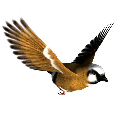 Image Bird Png Transparent Background Free Download 3513 Freeiconspng
