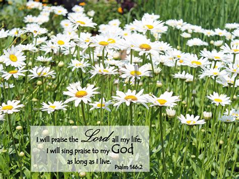 Scripture Wall Art Flower Photography Cantigny Daisies Psalm - Etsy ...