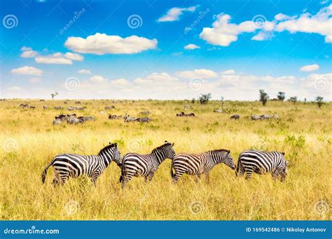African Landscape Zebra In African Savannah In Masai Mara National
