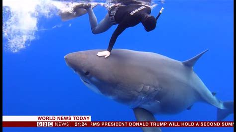 deep blue the largest great white shark recorded video hawaii bbc news 18th january