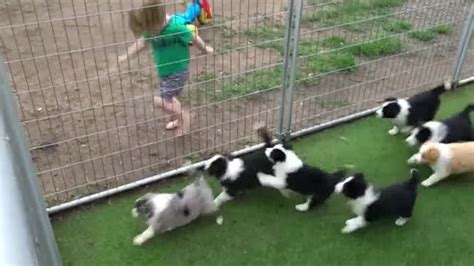 بازی بچه کوچولو با سگ ها بامزه ترین ها تماشا