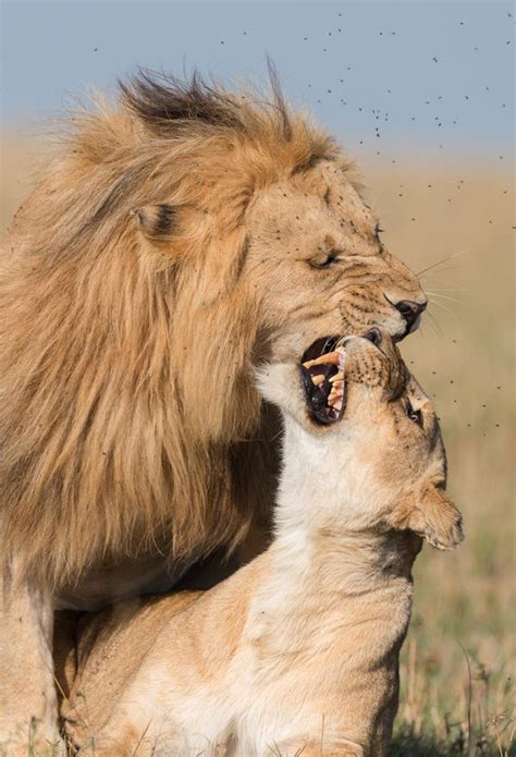 Lions are the only cats that live in groups, which are called prides. Lion Reproduction