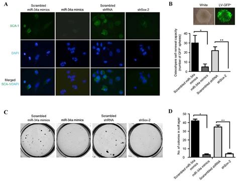 mir 34a inhibits self renewal capacity and tumorigenic ability in download scientific diagram