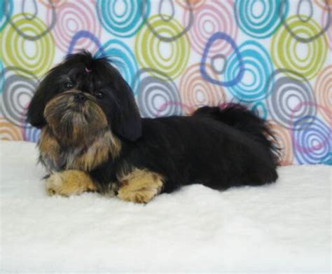 We have gathered the very best shih tzu names here for you, together with tips and ideas for creating some unique names of your own. Southern Bells