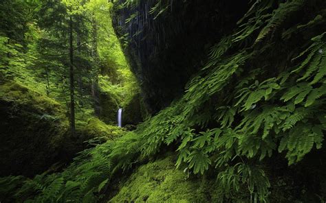 壁纸 树木 景观 森林 瀑布 性质 科 苔藓 绿色 丘陵 蕨类植物 荒野 俄勒冈州 丛林 流 雨林 山沟