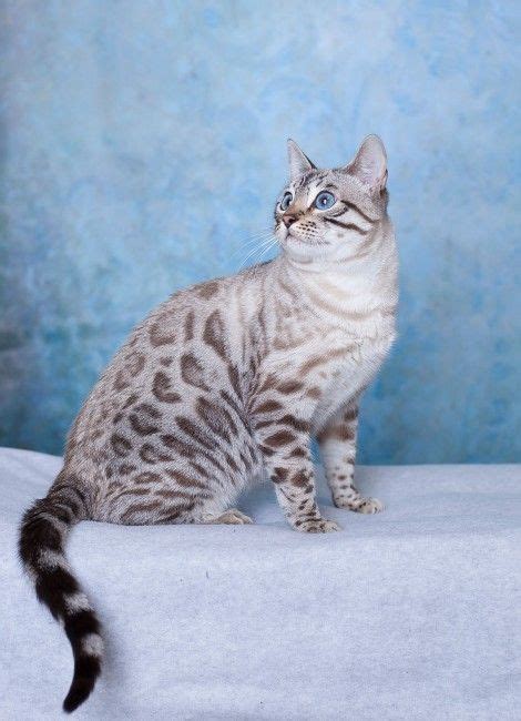 The 25 Best White Bengal Cat Ideas On Pinterest Silver Bengal Cat