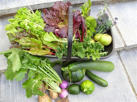 Kellis Northern Ireland Garden Veg Harvest