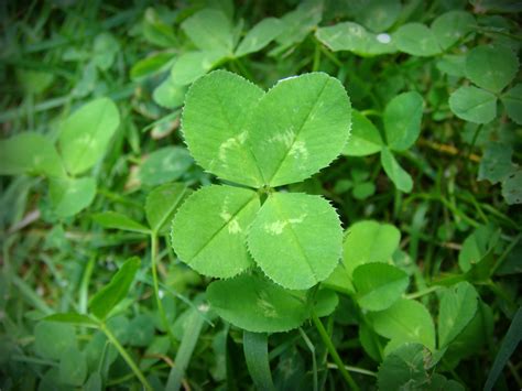 File4 Leaf Clover Wikimedia Commons