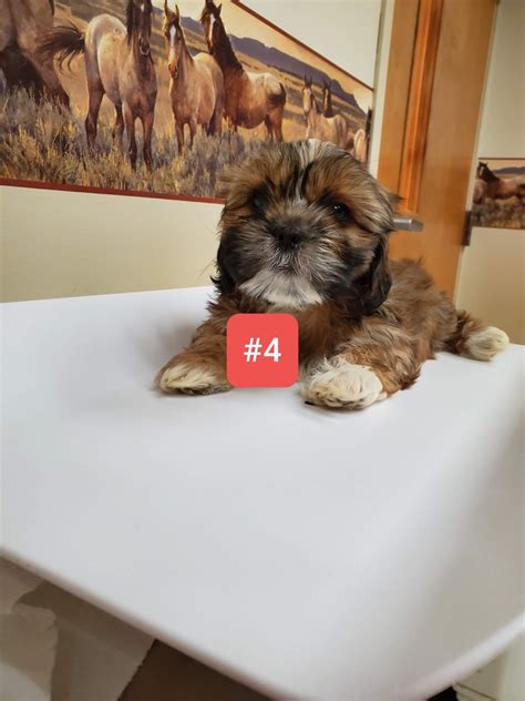 We are a loving family that has been raising puppies for over 30 years in the suburban detroit community of novi. Shih Tzu Puppies For Sale | Alger, MI #317283 | Petzlover
