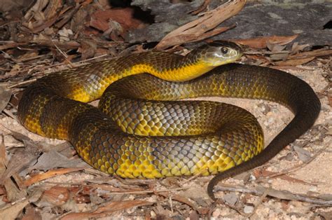 The Most Venomous Snakes On Earth
