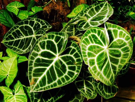 Check spelling or type a new query. Cara Mudah Menanam Dan Merawat Tanaman Hias Daun Kuping ...