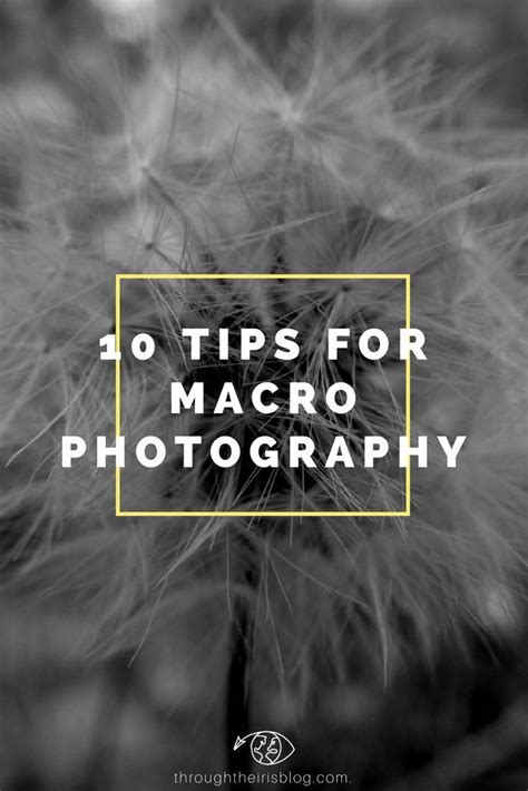 After teaching tens of thousands of photography students, what i know is that most beginner photographers can string together a decent landscape. 10 Macro Photography Tips for Beginners in 2020 | Macro ...