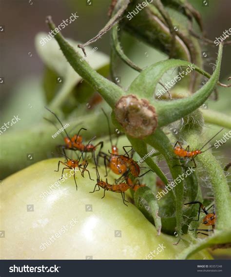 Macro Shot Of Young Nymph Stink Bugs On Tomato Plant Filaments Of