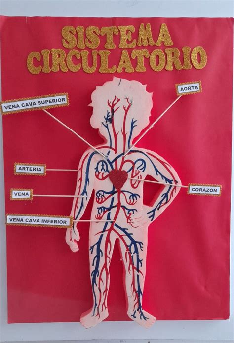 Sistema Circulatorio Sistema Circulatorio Maqueta Sistema