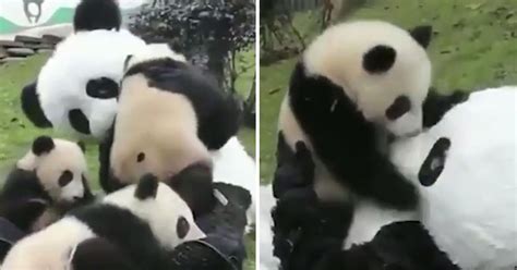 Panda Keepers Probably Have The Best Job In The World Metro News
