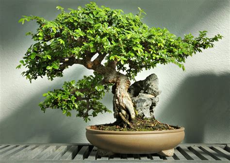 11 Types Of Bonsai Trees That Are Best For Beginners How To Shop For