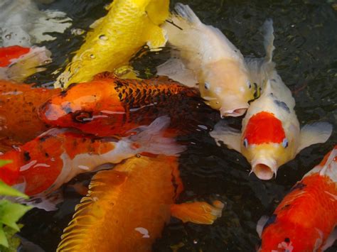 Top Five Benefits Youll Get From Owning Pet Koi Pethelpful
