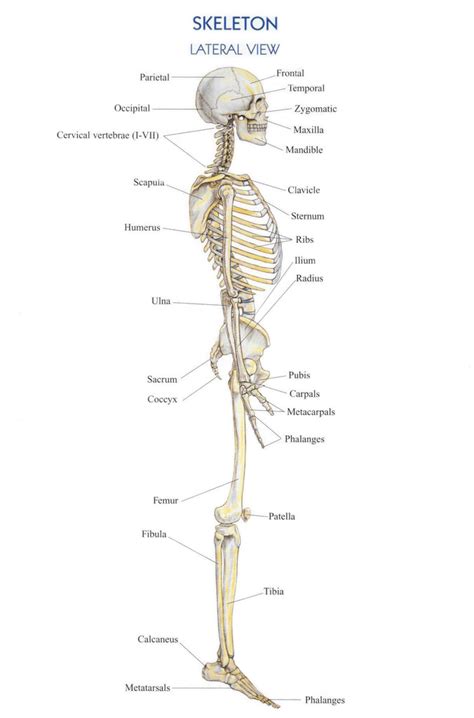 Skeleton Lateral View Diagram Quizlet