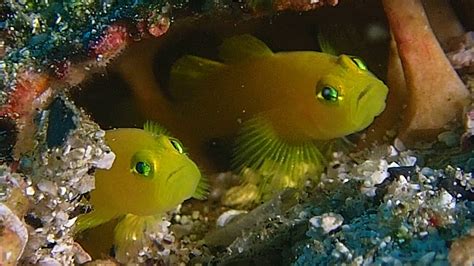 Cutest Sammles Fish In The World Yellow Pygmy Gobies Youtube
