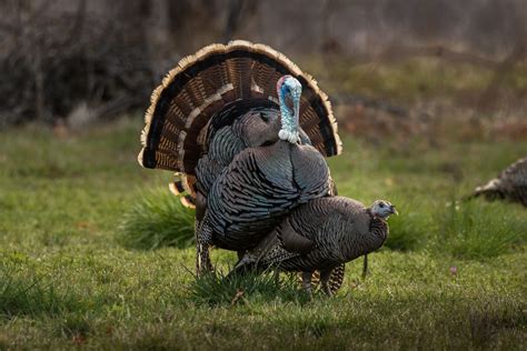 Wild Turkey Mating Series 3 Of 5 Wild Turkey Meleagris Ga Flickr