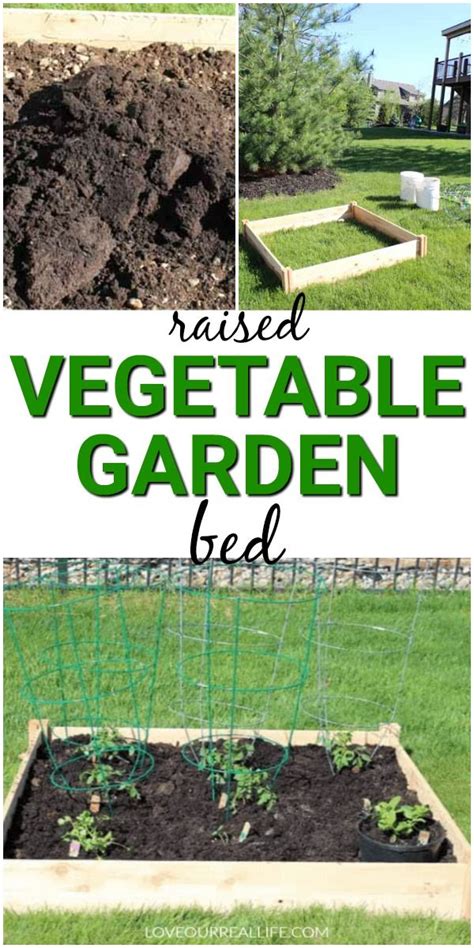 Tips For Growing Tomatoes In A Raised Bed Garden Veggie Garden Layout