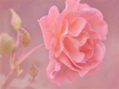 Wallpaper Pink Rose Flower Close Up Water Drops Close Up Flowers With Water Drops X