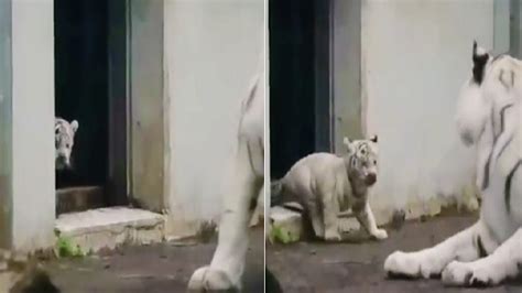 white tiger cub tries to scare its mother adorable video goes viral