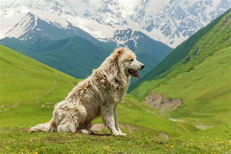 Meet The Massive Dog Breed So Huge They Were Actually Used To Hunt Bears