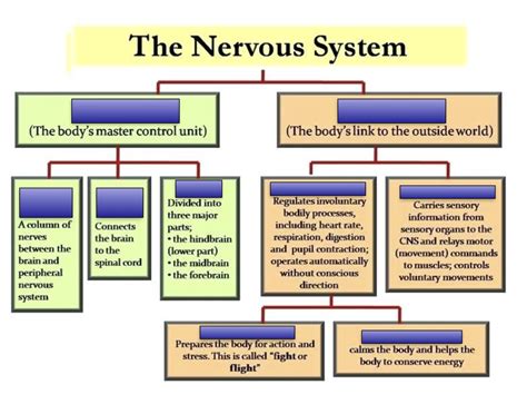 Nervous System Flow Chart Quiz