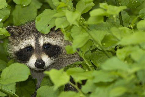 4 Tips For Hunting Raccoons During The Daytime — Outdoorsman