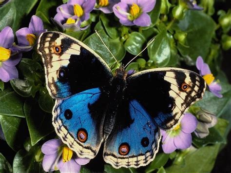 Butterfly The Most Beautiful Insect The Wondrous Pics