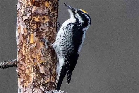 9 Species Of Woodpeckers In New York Bird Feeder Hub Unianimal
