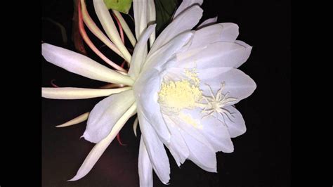 In it's native range it's pollinated by the sphinx moth which is nocturnal thus requiring a night bloom. Night Blooming Cereus (Epiphyllum oxypetalum) Orchid ...