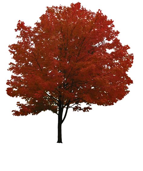 Orange Maple Tree Clipart 20 Free Cliparts Download Images On