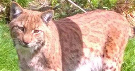 How Dartmoor Zoos Escaped Lynx Nearly Ruined A Dream Wedding Mirror