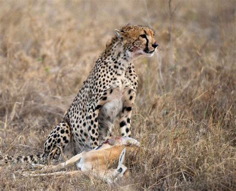 Cheetah Sitting And Eating Prey Feline Facts And Information