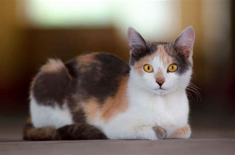 5 Facts About Calico Cats Anything Kitty In 2020 Calico Cat