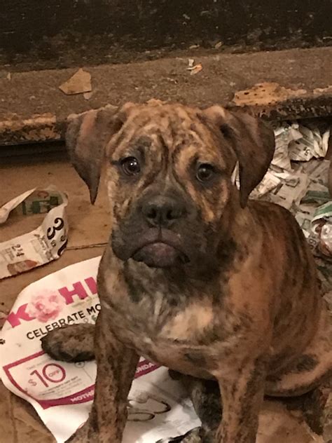 Feel free to browse hundreds of active classified puppy for sale listings, from dog breeders in pa and the surrounding areas. Olde English Bulldogge Puppies For Sale | Zimmerman, MN ...
