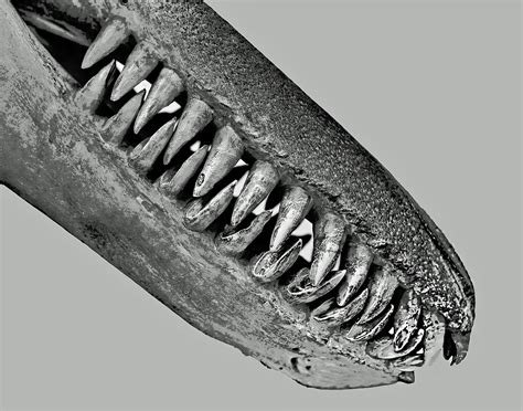 Forderungen nach einem eisbrecher wurden. Orca Foto & Bild | deutschland, europe, hessen Bilder auf ...