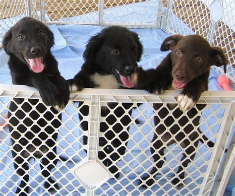 shelter puppies dogtails