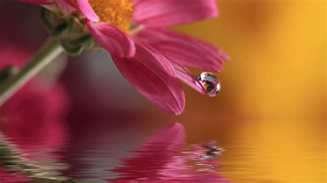 43 Flowers With Water Drops Wallpaper Wallpapersafari