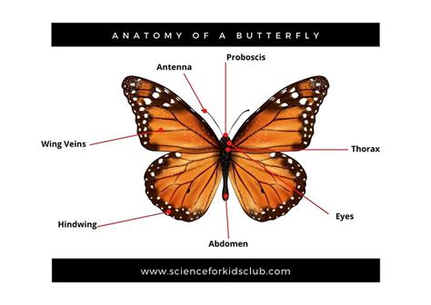 Butterfly Facts For Kids All You Need To Know Science For Kids