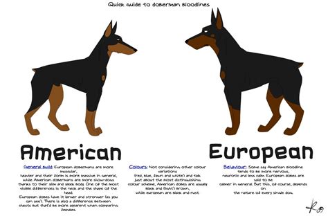Differences Between European Dobermans And American Dobermans