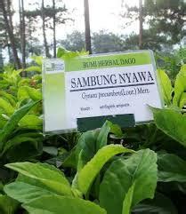 Daun sambung nyawa dapat mengurangkan kadar kolestrol dan dapat menurunkan tekanan darah tinggi. INFO MENARIK: Khasiat Daun Sambung Nyawa