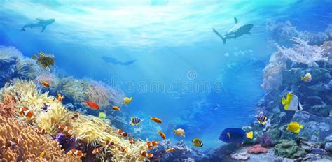 Underwater View Of The Coral Reef Stock Image Image Of Life