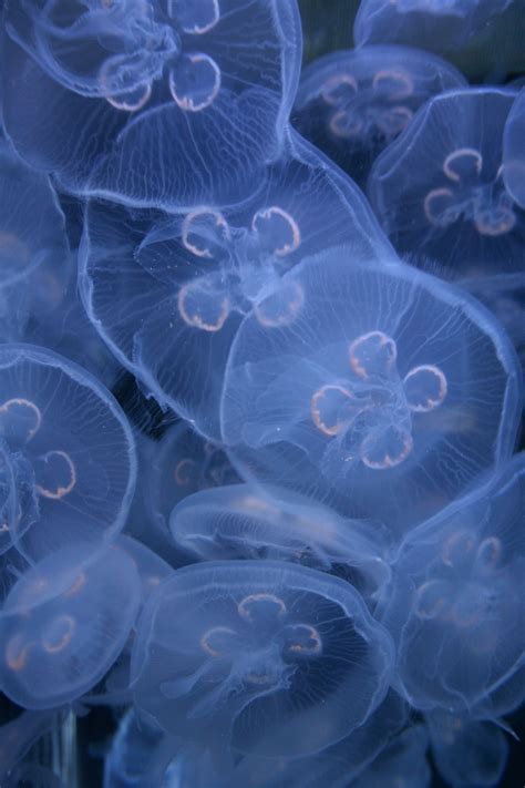 Free Images Flower Petal Underwater Biology Jellyfish Blue