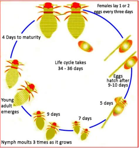 The Diagram Shows The Life Cycle Of The Honey Bee Summarise The