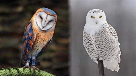 The 10 Most Beautiful Owl Species In The World