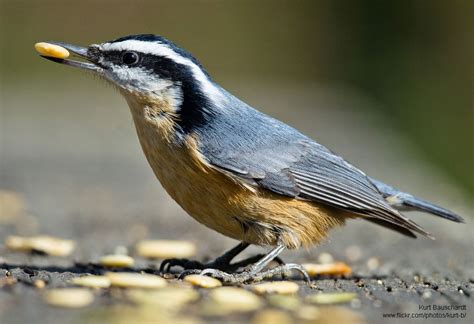 We did not find results for: How to Recycle Halloween Pumpkins for Wildlife : The ...