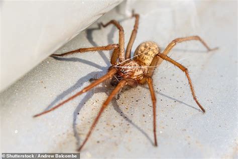 expert reveals how to keep insects out of your home as sex crazed spiders look set to invade